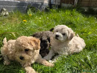 Maltipoo dogs Maltipoo Puppies for Sale - Advert 8