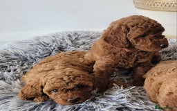Miniature Poodle dogs for sale: Miniature Red Poodle KC Reg Full Pedigree - Image 7