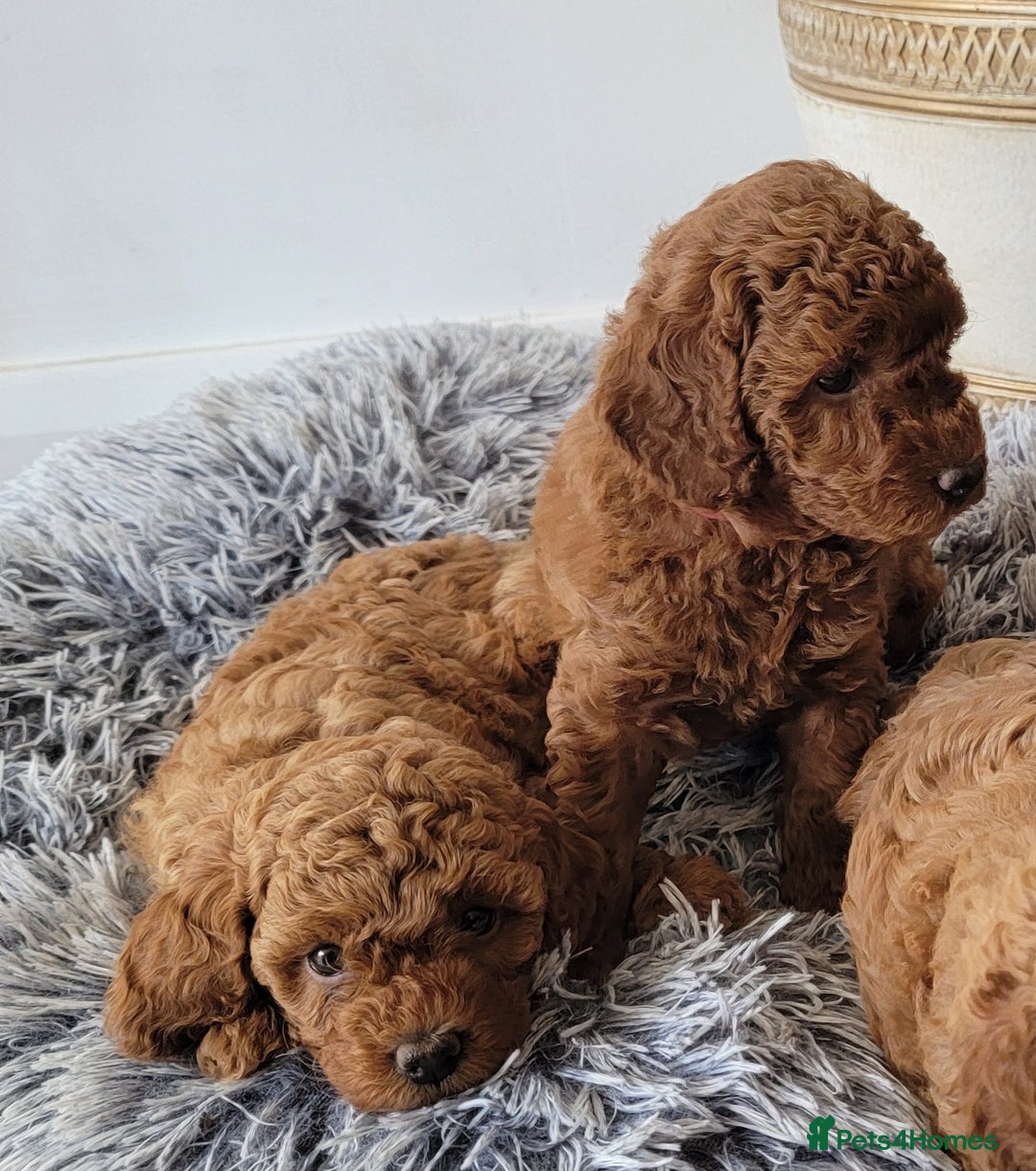 Miniature Poodle dogs for sale: Miniature Red Poodle KC Reg Full Pedigree - Image 7