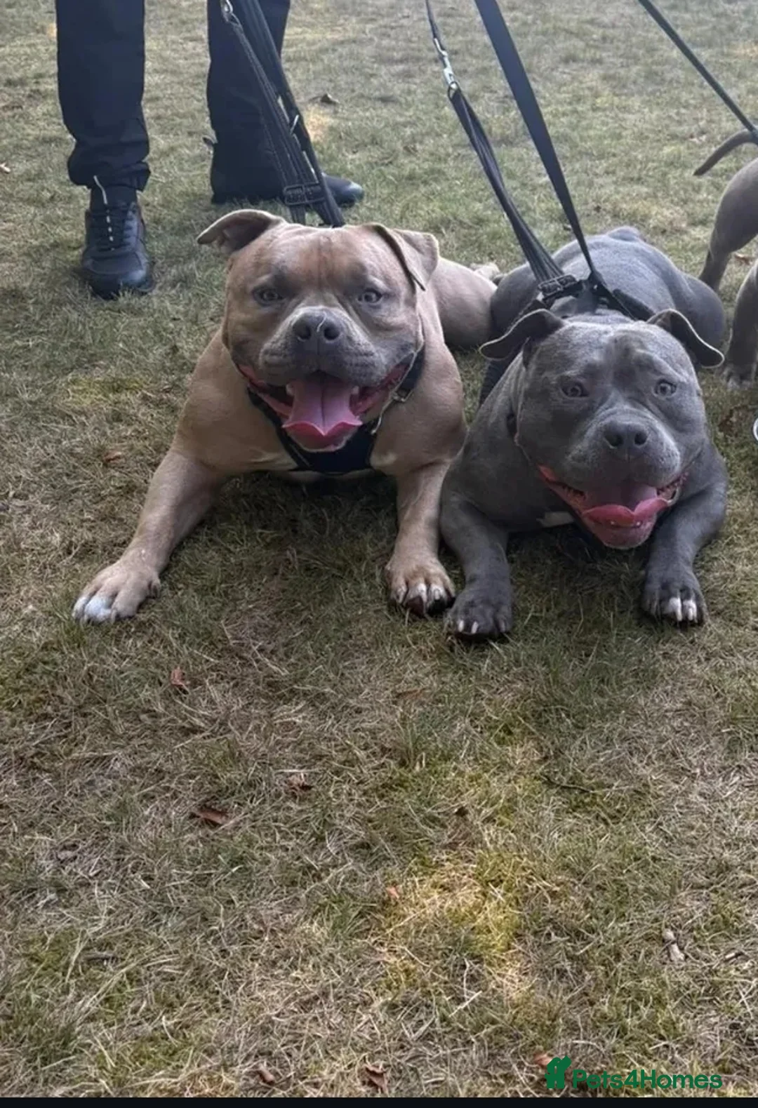 American Bully dogs for sale: Male & female pocket bully's  - Advert 2
