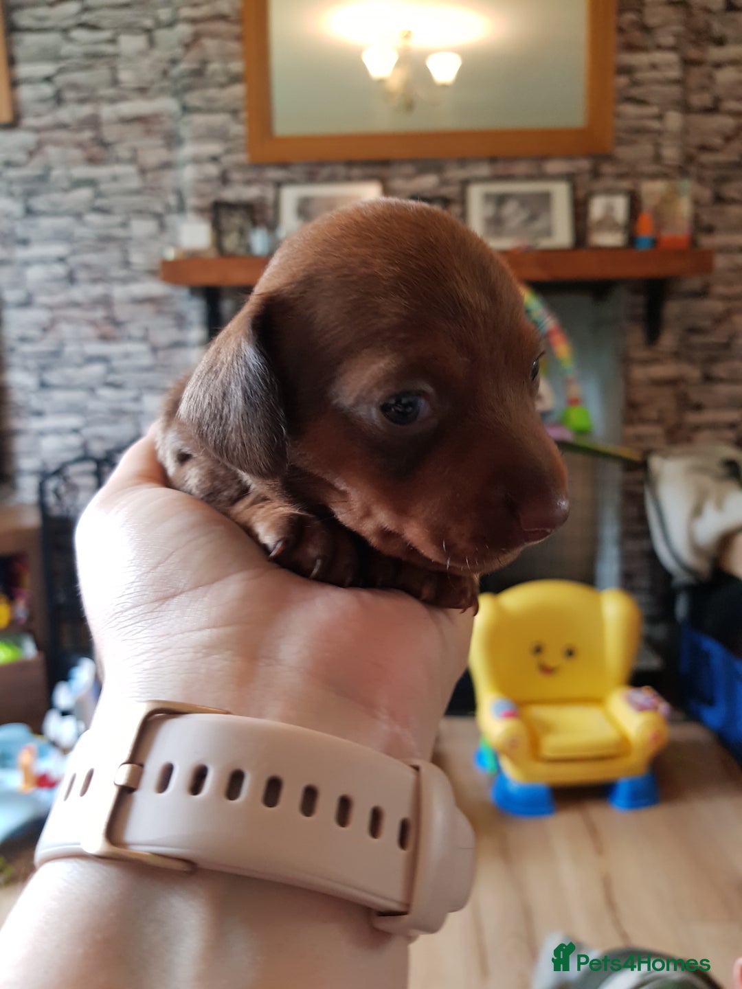 Dachshund dogs for sale: READY NOW Dachshund Puppies - Image 14