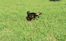 Miniature Dachshund dogs for sale: Mini smooth dachshund one boy available  in Newton Abbot - Image 20