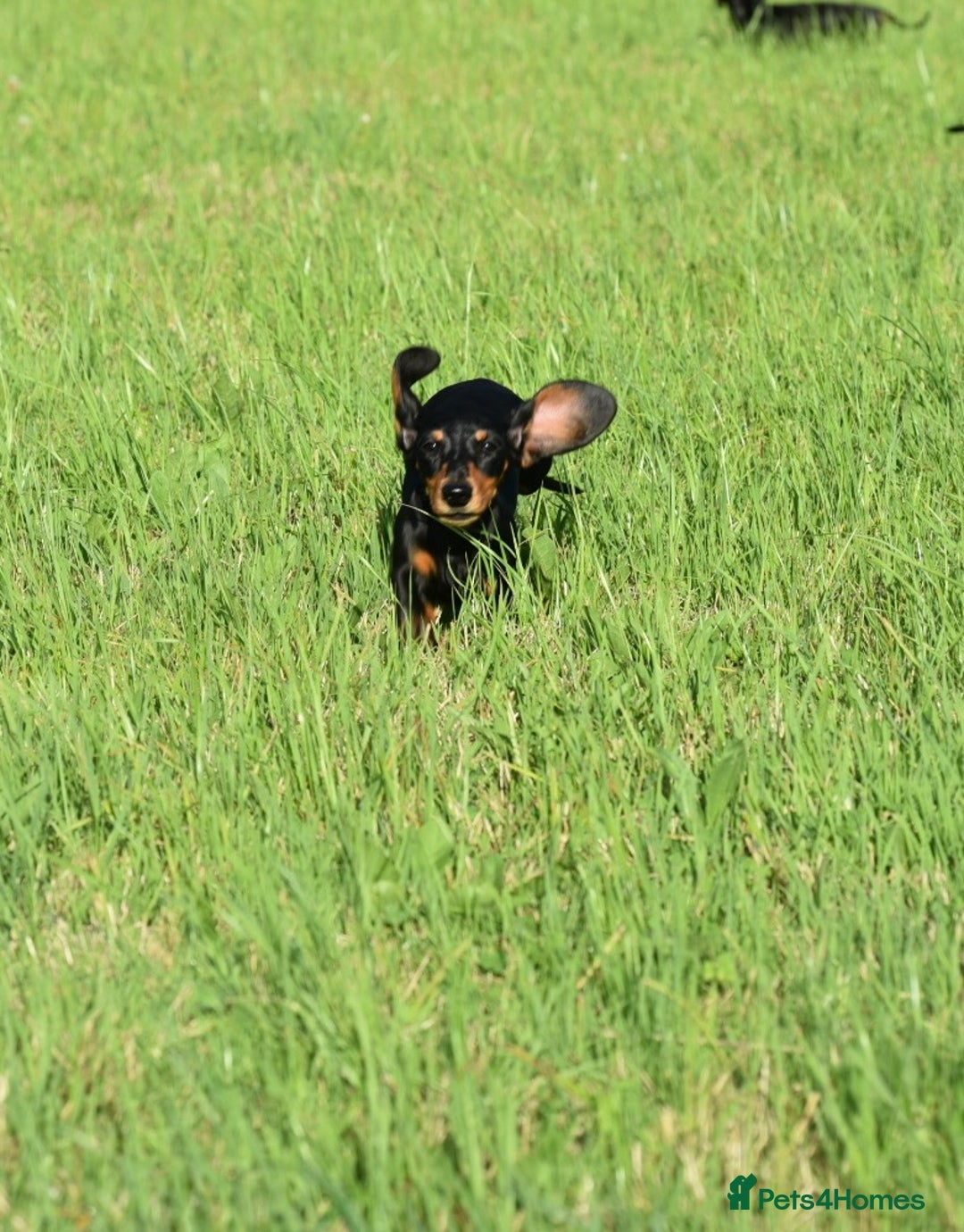 Miniature Dachshund dogs for sale: Mini smooth dachshund one boy available  in Newton Abbot - Image 20