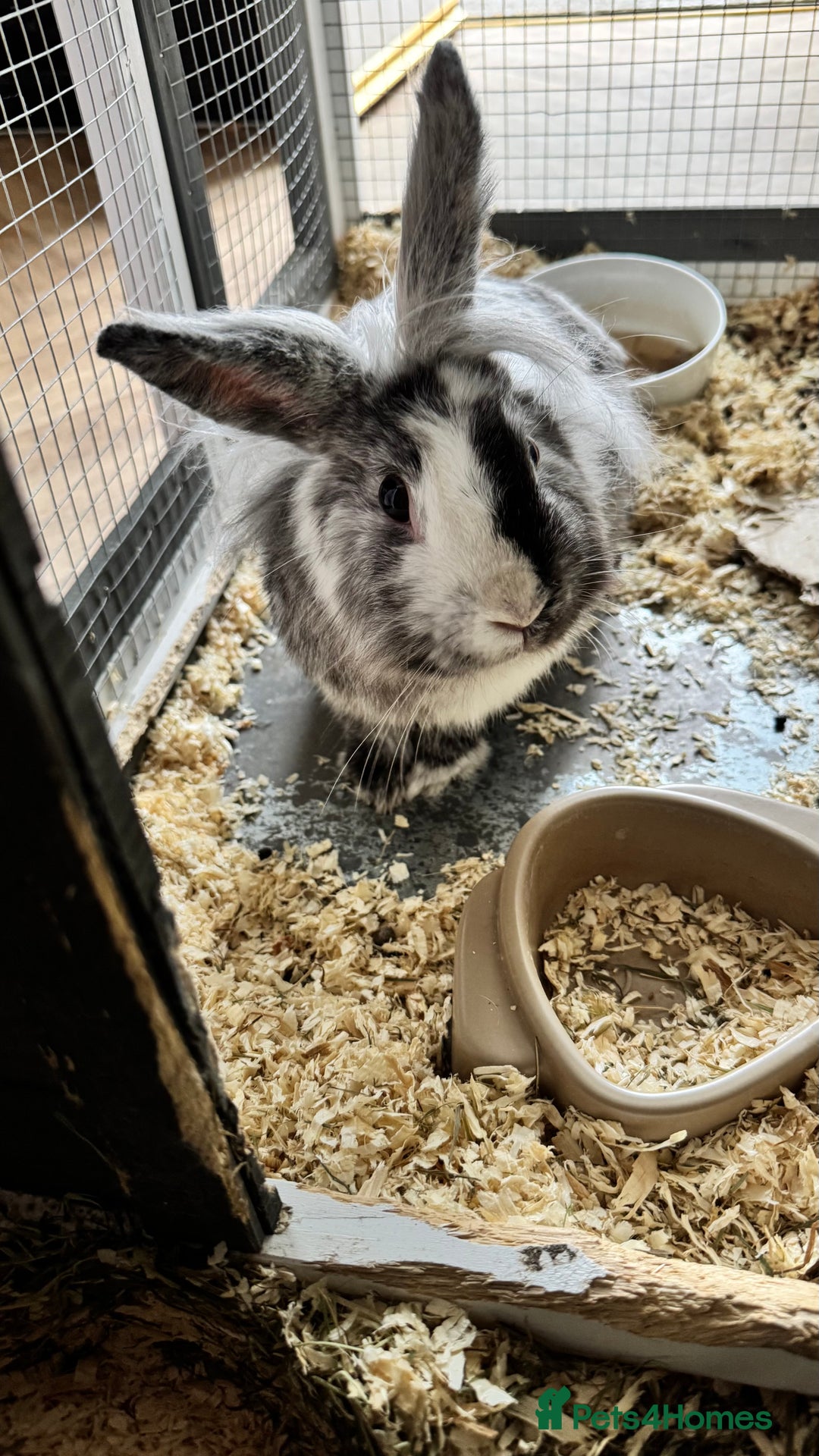 Lionhead rabbits for sale: Lion head  - Image 2