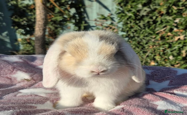 Mini Lop rabbits - Advert 10