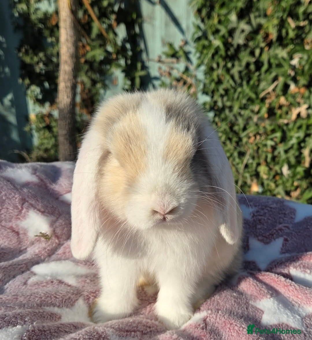 Mini Lop rabbits for sale: Blue harl split mini lop doe - Image 1