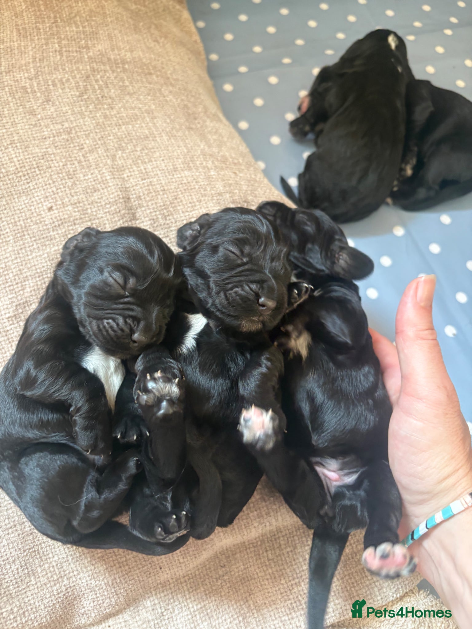 Sprocker dogs Gorgeous Sprocker spaniels for sale - Advert 2