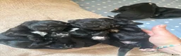 Sprocker dogs for sale: Gorgeous Sprocker spaniels for sale in West Byfleet - Advert 2