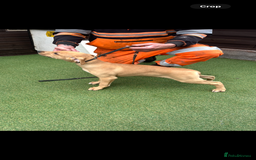 Lurcher dogs for sale: Lurcher puppies  - Image 1