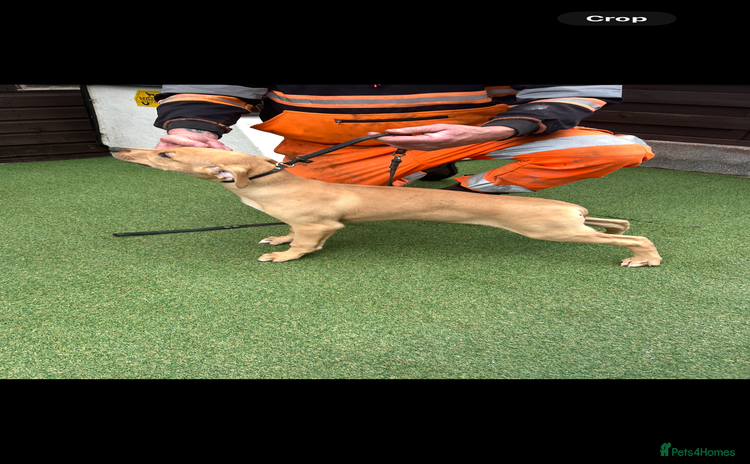 Lurcher dogs - Advert 1