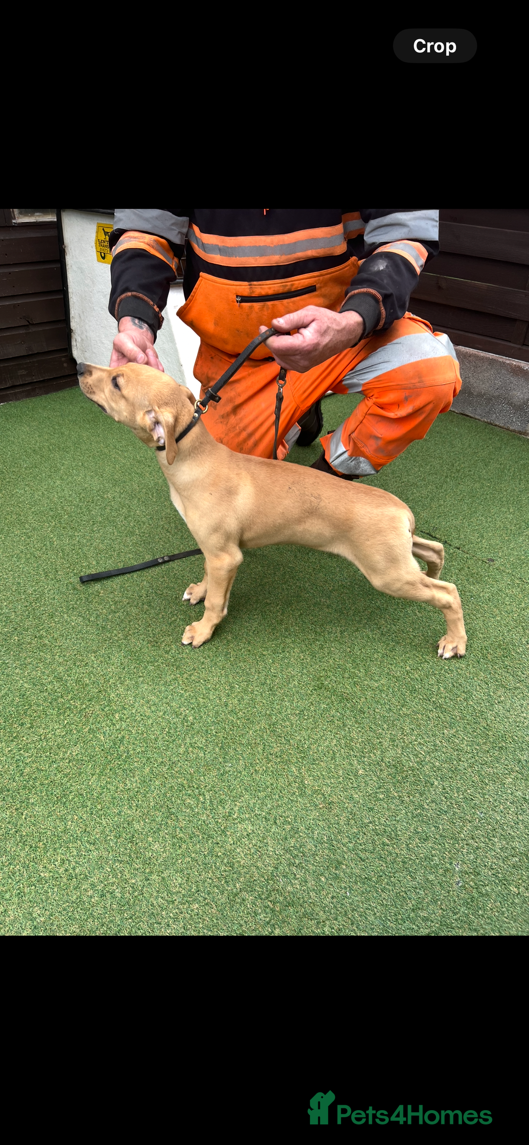 Lurcher dogs for sale: Lurcher puppies  - Image 1
