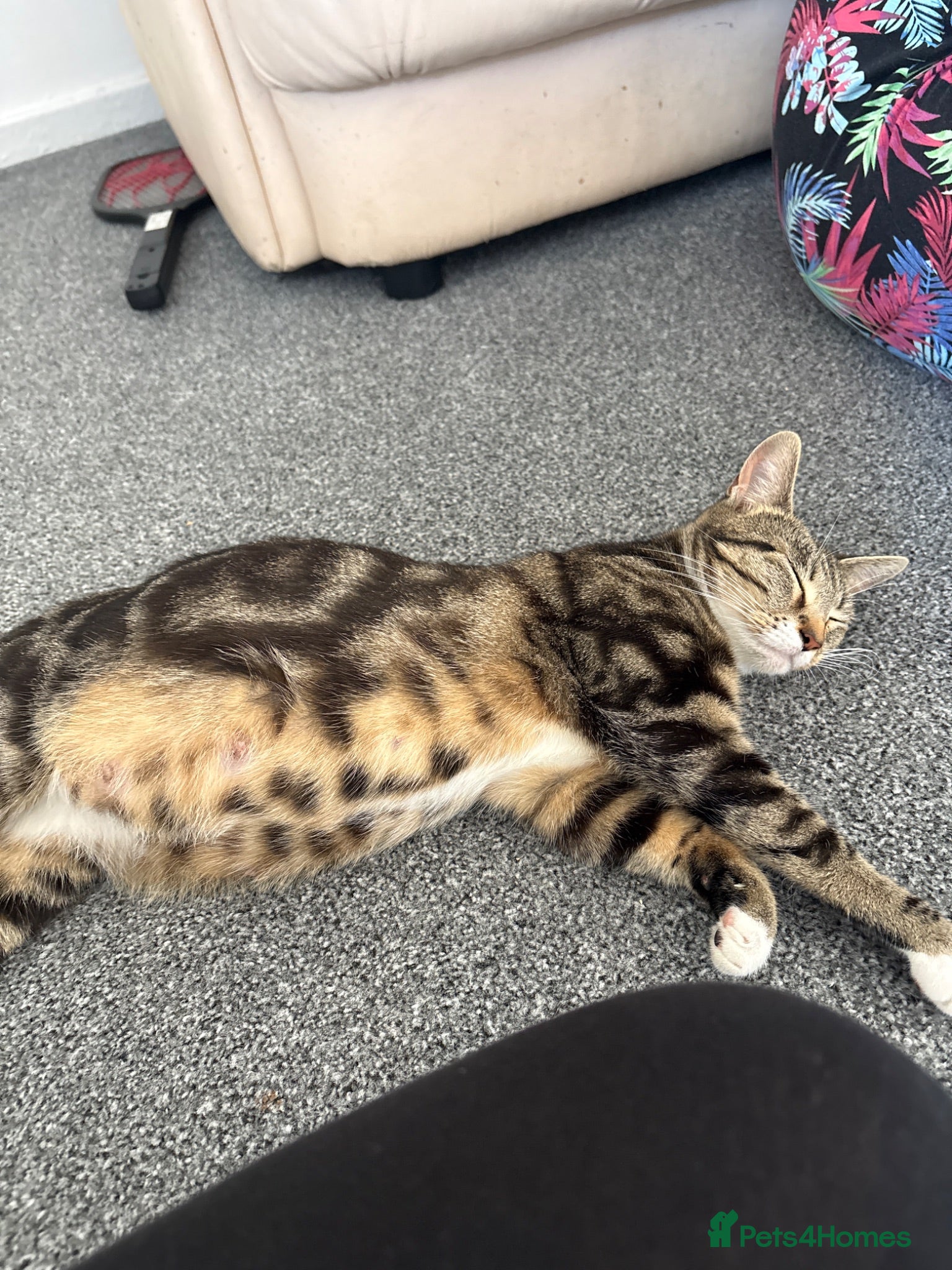 Mixed Breed cats Kittens for sale  - Advert 2