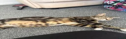 Mixed Breed cats for sale: Kittens for sale  - Advert 1