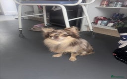 Chihuahua dogs for sale: Merle chihuahua  - Image 10