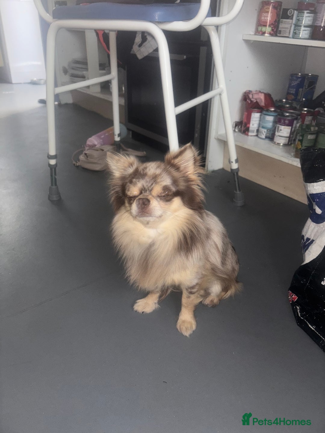 Chihuahua dogs for sale: Merle chihuahua  - Image 10