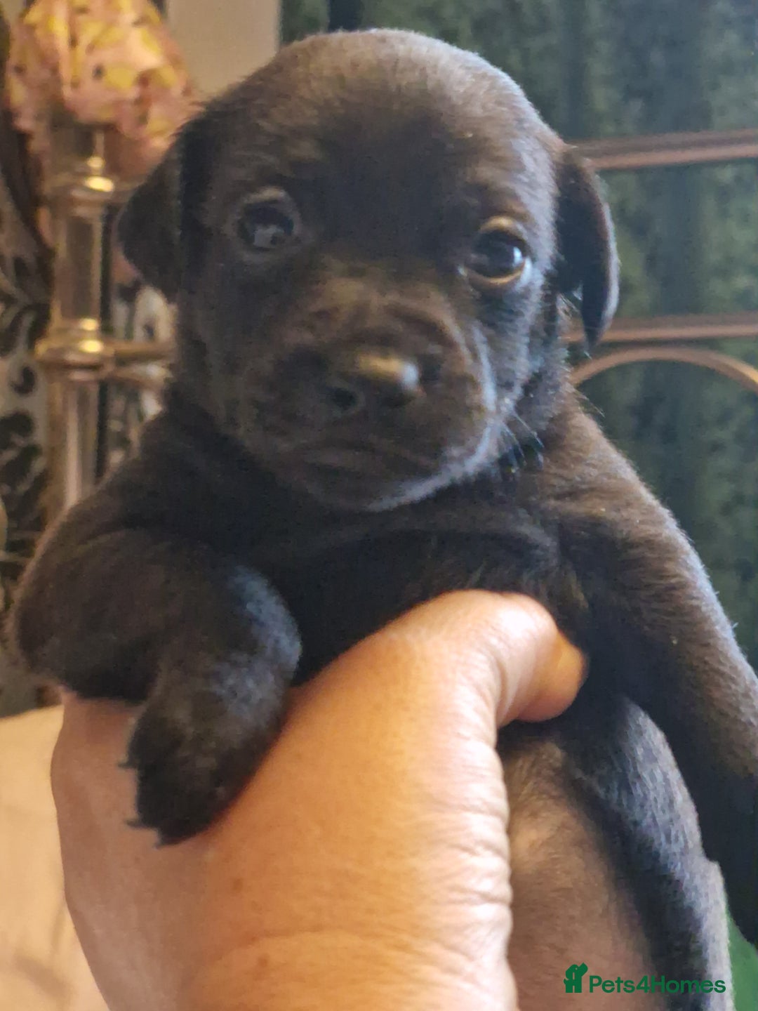 Mexican Hairless dogs for sale: 2 mini girls 2 coated boys - Advert 24