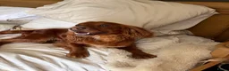 Cocker Spaniel dogs for sale: 3 Year old Cocker Spaniel Bitch  - Advert 6