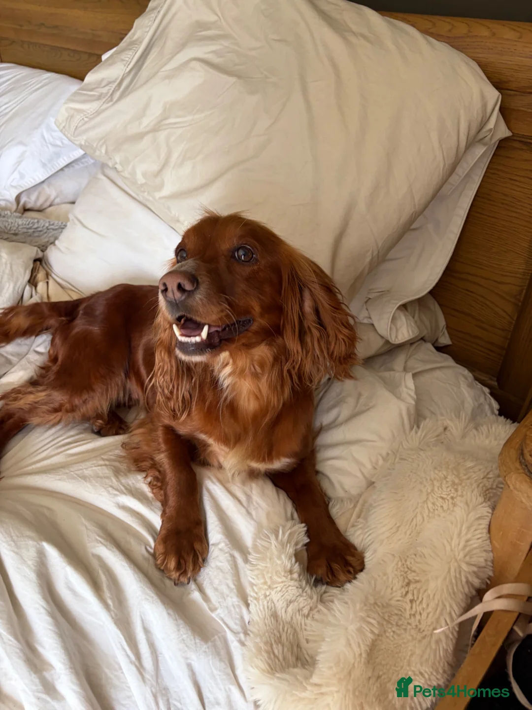 Cocker Spaniel dogs for sale: 3 Year old Cocker Spaniel Bitch  - Advert 6