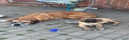Mixed Breed dogs for sale: Old English mastiff still available  - Advert 6