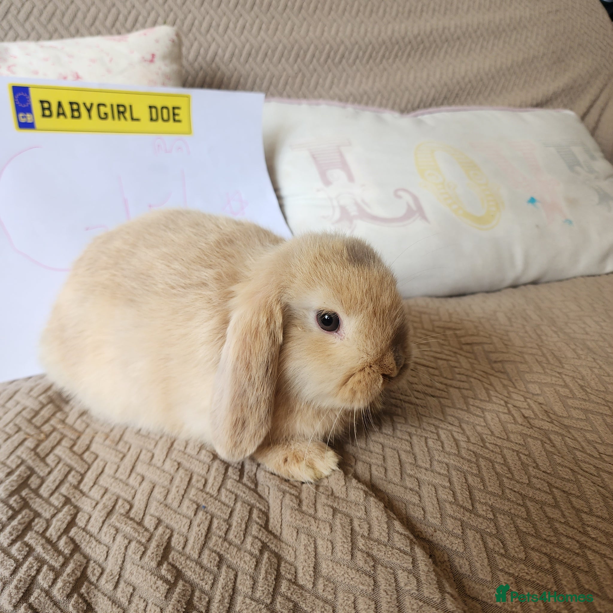 Mini Lop rabbits Stunning Mini Lops from Keeper's Mini Lops  - Advert 9