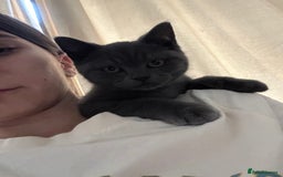 British Shorthair cats for sale: British shorthair for sale - Image 8