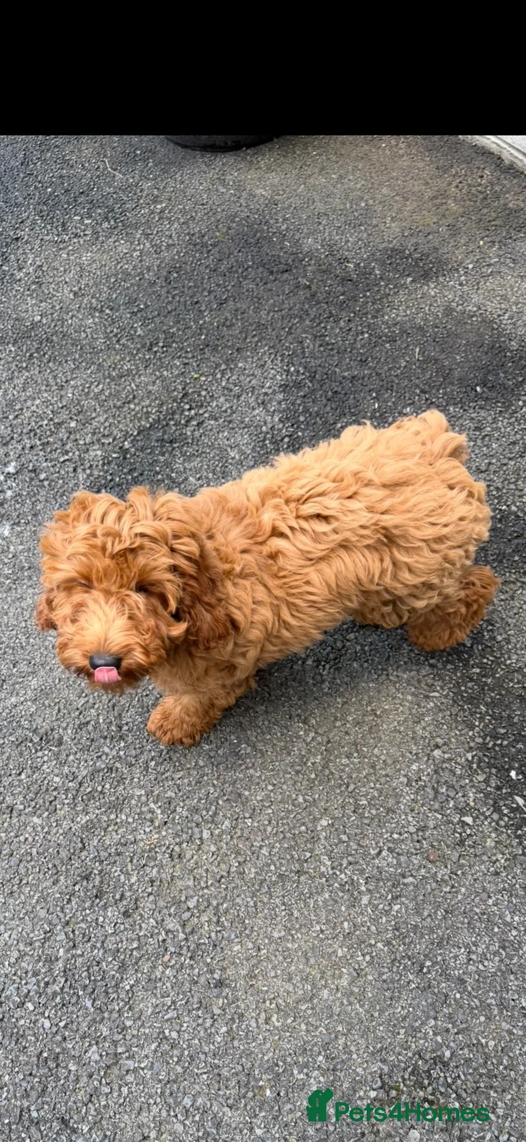Cockapoo dogs for sale: Cockapoo puppy’s for sale  in Abertillery - Advert 21