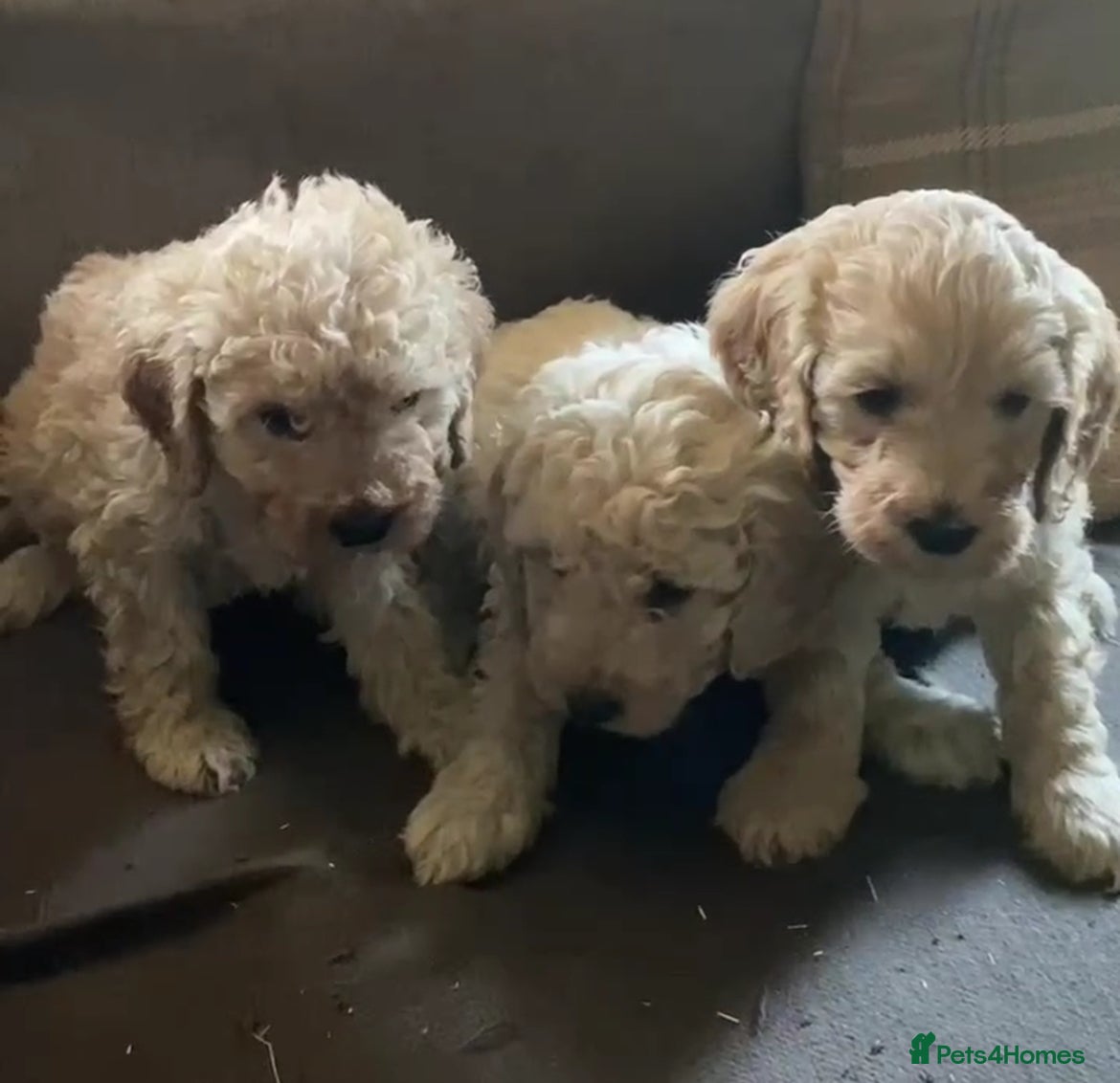 Cavapoo dogs Cavapoo F2B puppies  - Advert 1