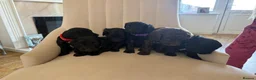 Cockapoo dogs for sale: Beautiful litter of cockapoos  in Lymington - Advert 5