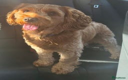 Mixed Breed dogs for sale: Cavapoo x cockerspaniel  - Image 7