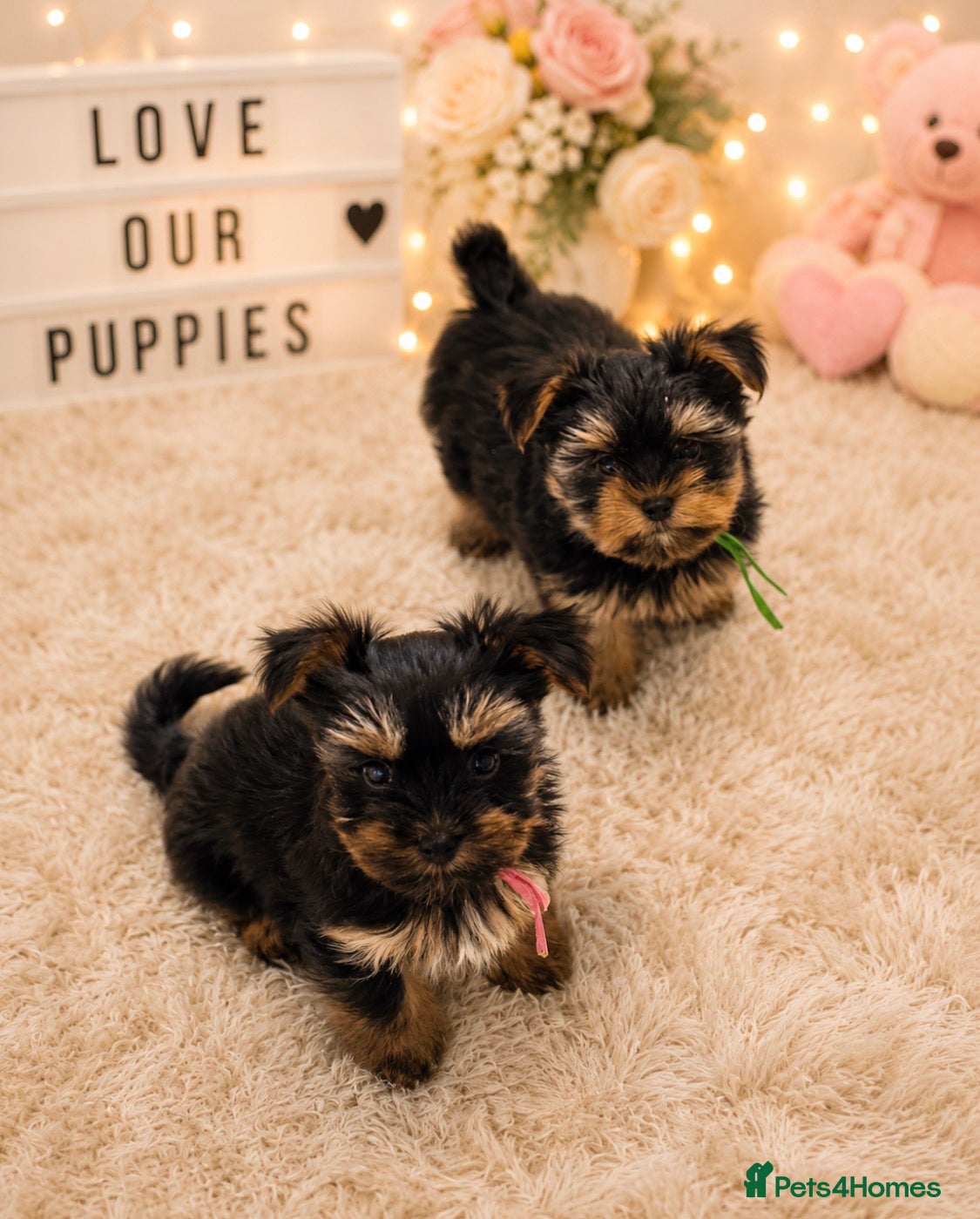 Yorkshire Terrier dogs Tiny Toy Yorkshire Terrier Puppies (Yorkie) - Advert 1