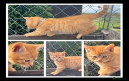 Mixed Breed cats for sale: Pure Ginger GIRLS - Image 4