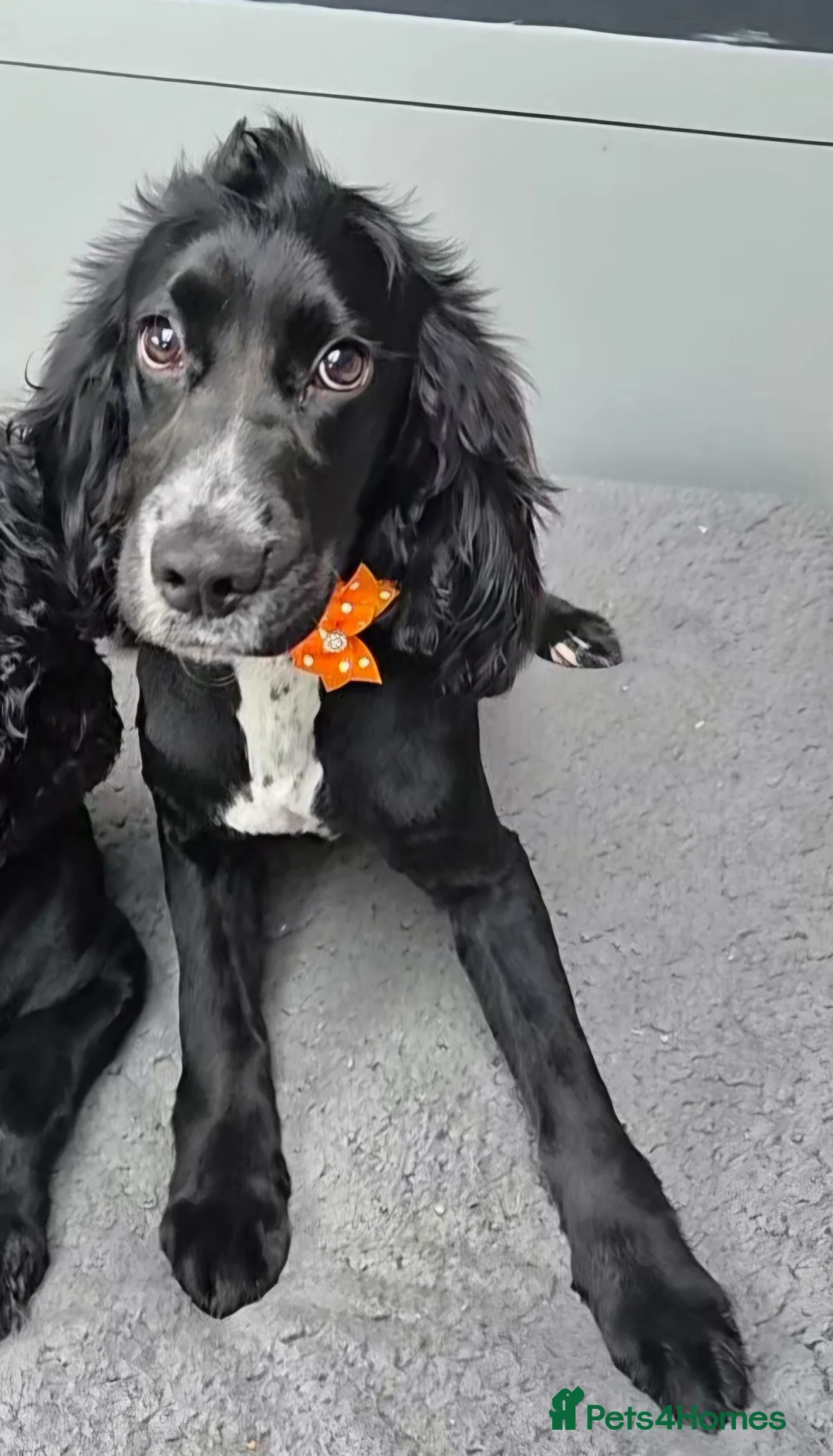 Cocker Spaniel dogs for sale: Cocker spaniel 8 month old male - Advert 2