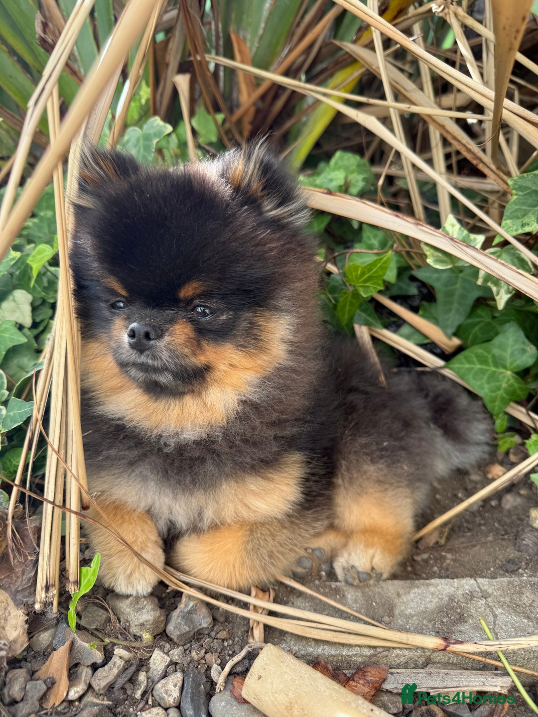Pomeranian dogs for stud: Rare XS Pomeranian Boy – STUD – London - Image 2