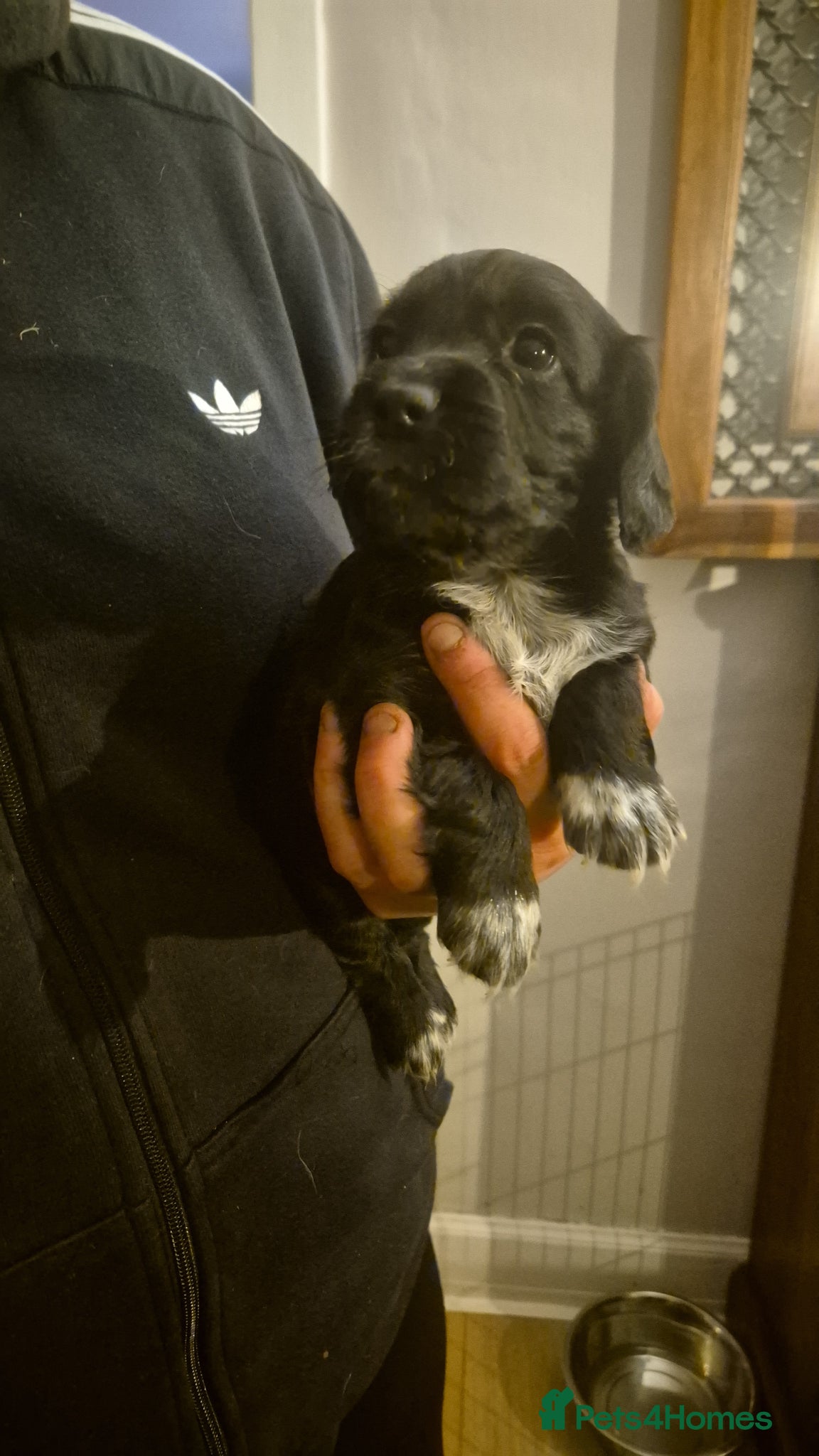 Cocker Spaniel dogs for sale: 6 cocker spaniel pups  - Advert 3