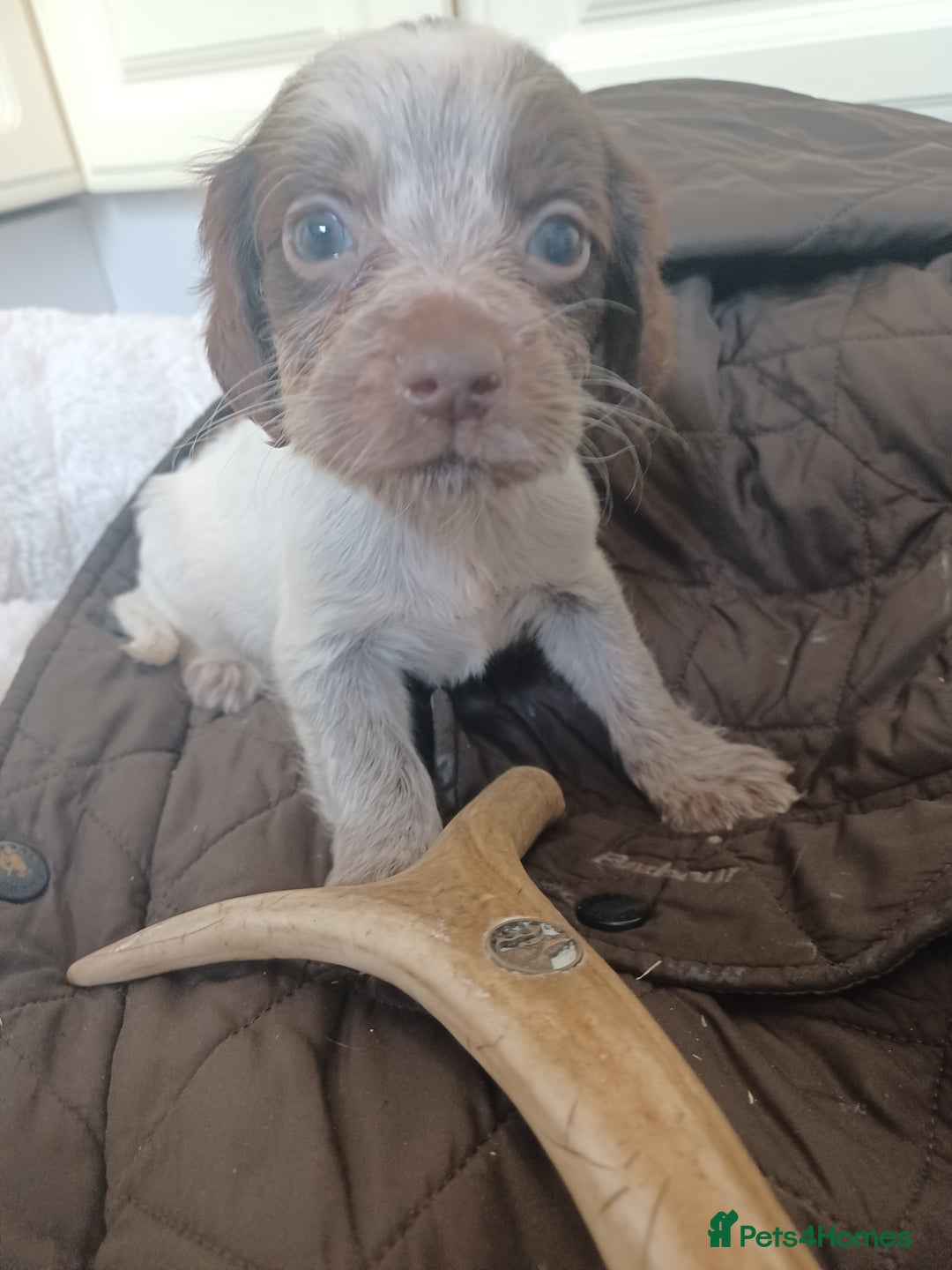 Cocker Spaniel dogs for sale: Working cocker spaniel  - Image 10