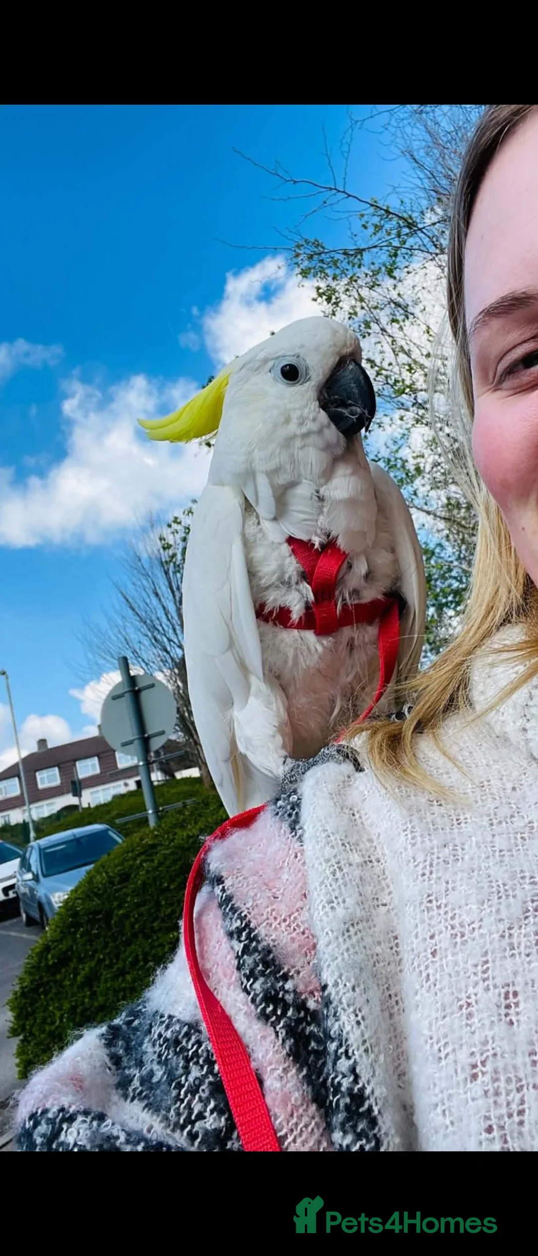 Cockatoo birds for sale: Sulphur crested cockatoo  - Advert 8