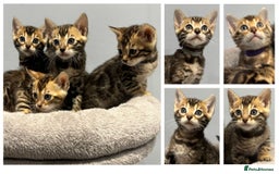 Bengal cats for sale: READY NOW beautiful Bengal Girl kittens TICA reg - Advert 33