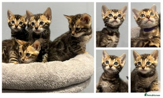 Bengal cats - Advert 4