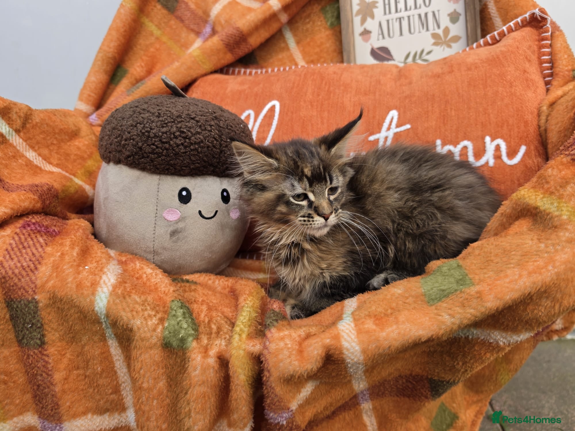 Maine Coon cats BEAUTIFUL MAINE COON KITTENS, POLY AND NON POLY  - Advert 2