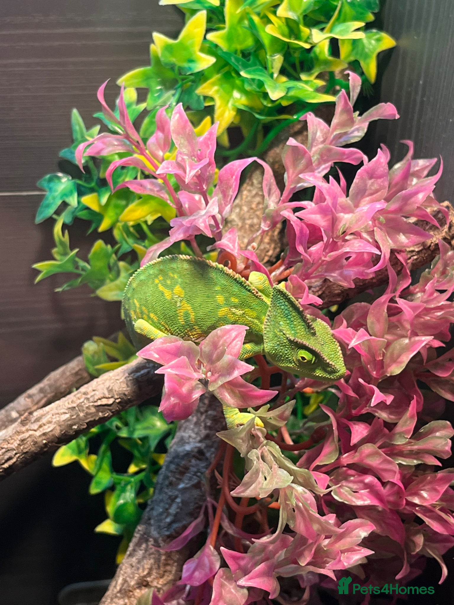 Chameleon reptiles Chameleon with full set up - Advert 1