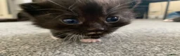 Mixed Breed cats for sale: Garfield  - Advert 10