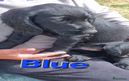 Cocker Spaniel dogs for sale: Stunning Black working Cocker Spaniel Puppies - Image 2