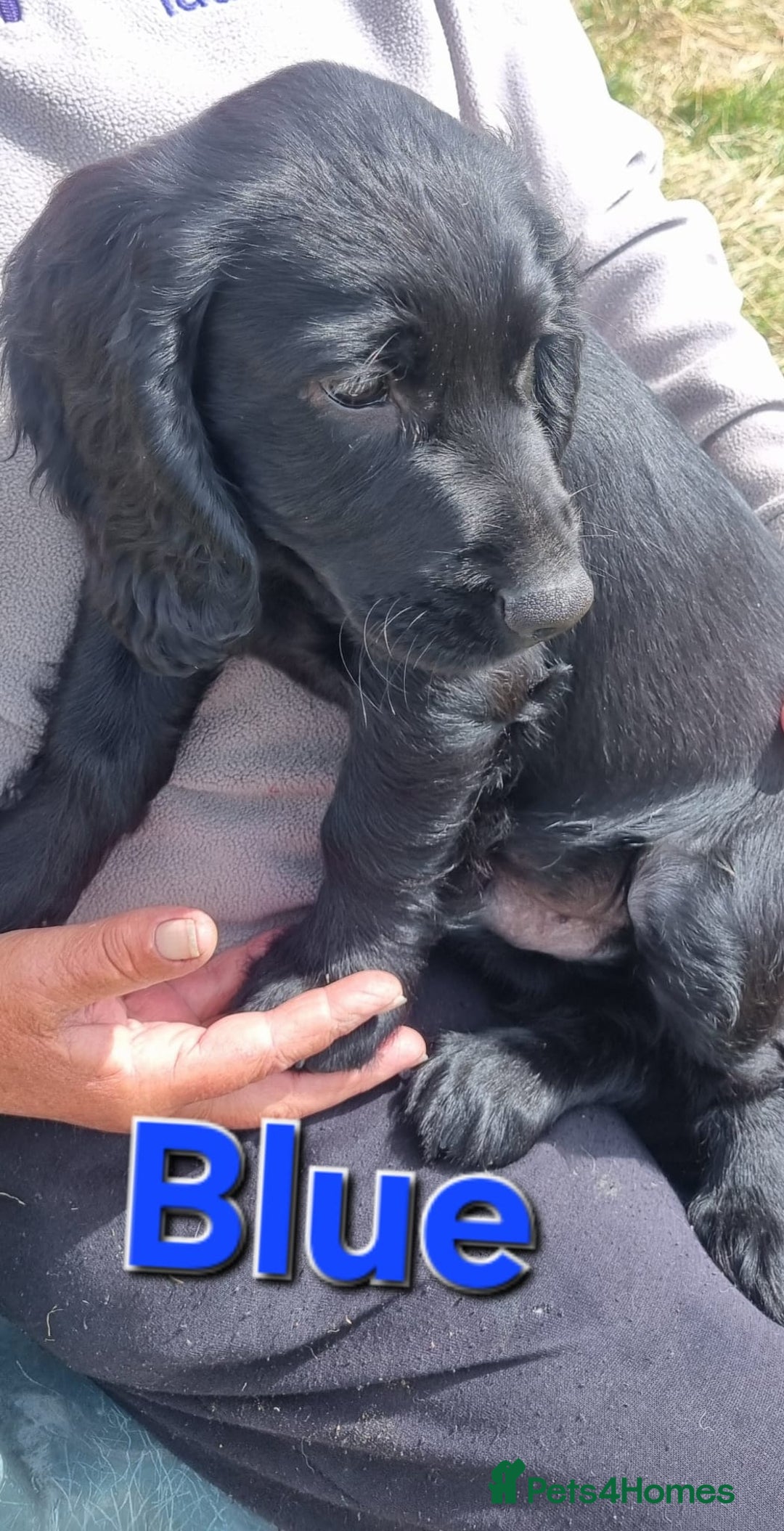 Cocker Spaniel dogs for sale: Stunning Black working Cocker Spaniel Puppies - Image 2