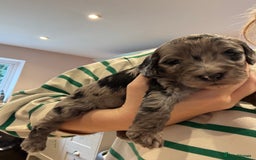Schnoodle dogs for sale: Gorgeous schnoodle puppies  - Image 1