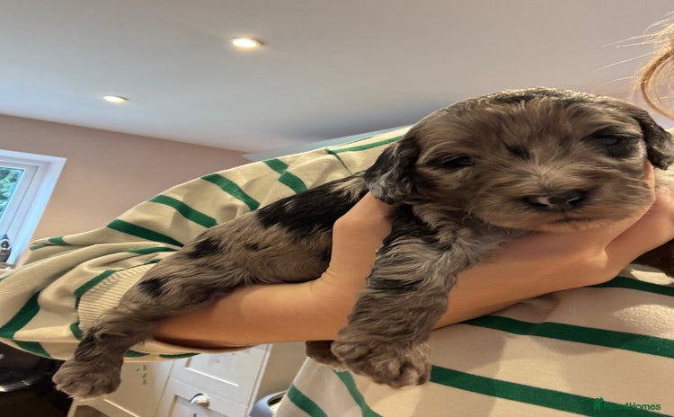 Schnoodle dogs - Advert 3