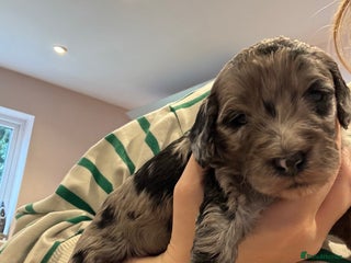 Schnoodle dogs - Advert 7