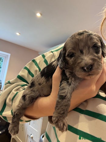 Schnoodle dogs - Advert 2