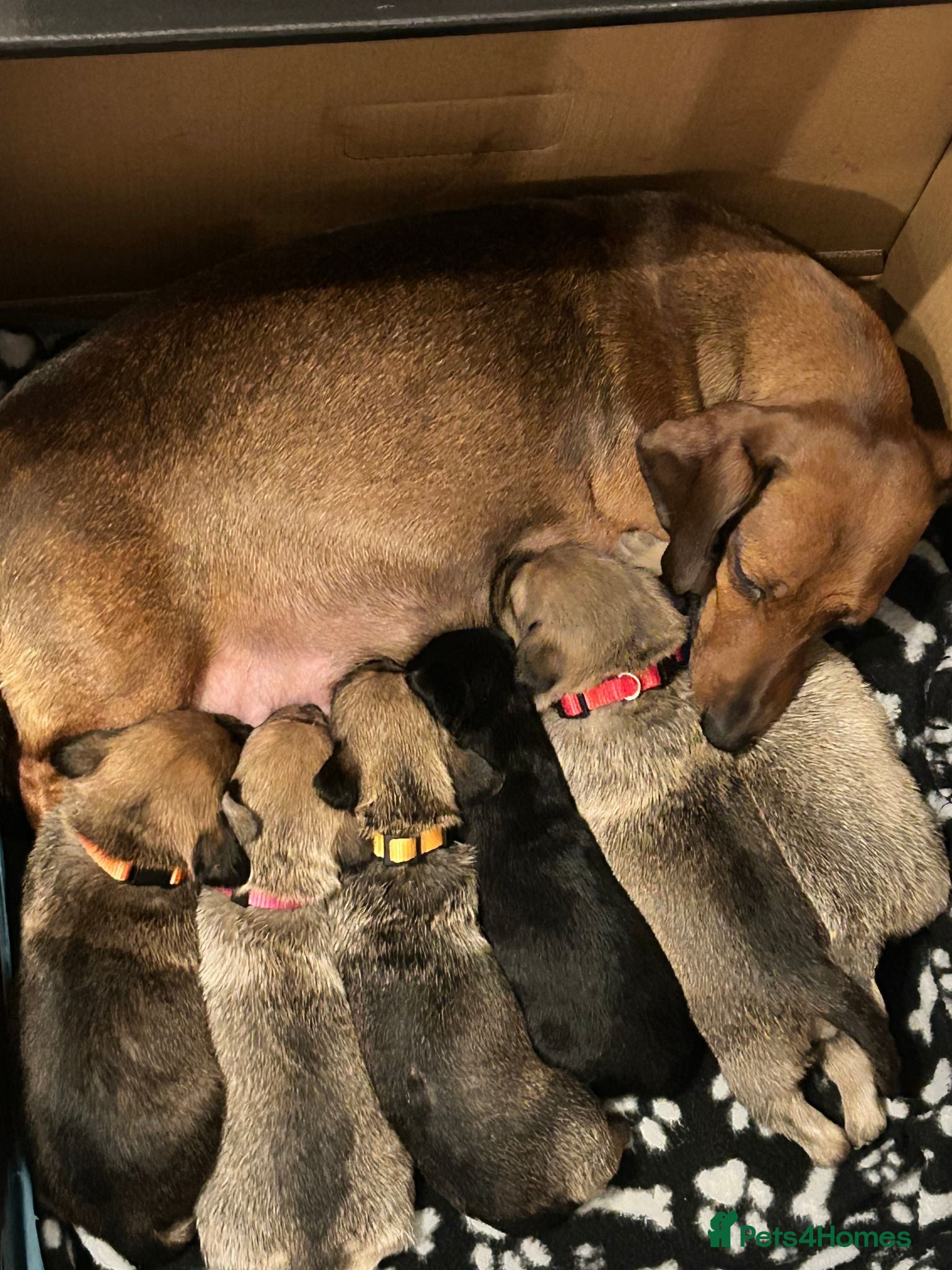 Mixed Breed dogs dachshund/pomeranian for sale - Advert 1