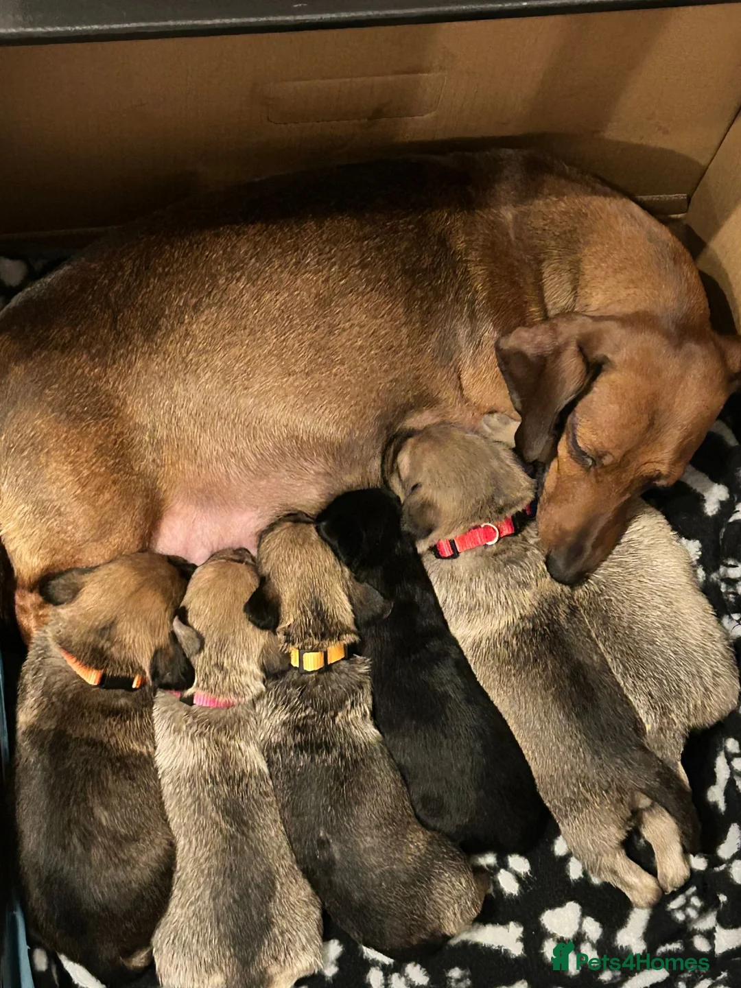 Mixed Breed dogs for sale: dachshund/pomeranian for sale - Advert 1