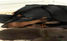Miniature Dachshund dogs for sale: Stunning KC reg PRA clear Mini Dachshund puppies - Image 18